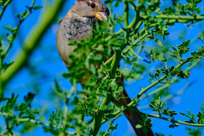 2026'de Isıtma Sistemleri Nereye Akıyor? Akıllı Evler ve Yenilikçi Çözümler